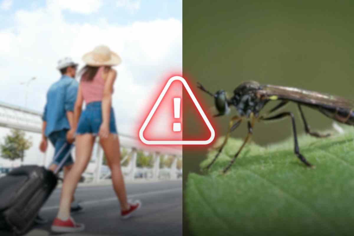 pericolo insetto carnivoro