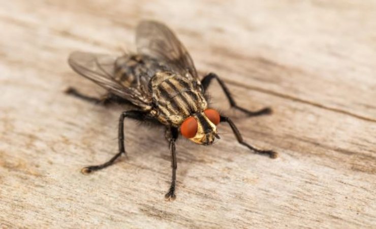mosca carnivora pericolo infestazione