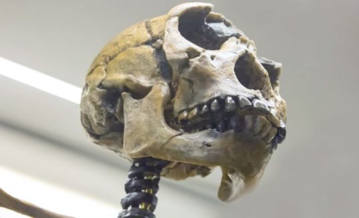 lo studio sui virus trovati negli uomini di neanderthal
