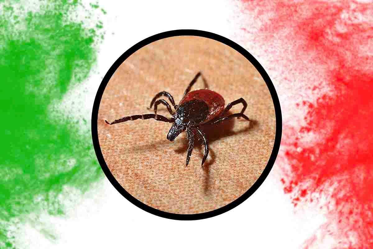 Allerta zecca marginata in Italia: rischi e contromisure