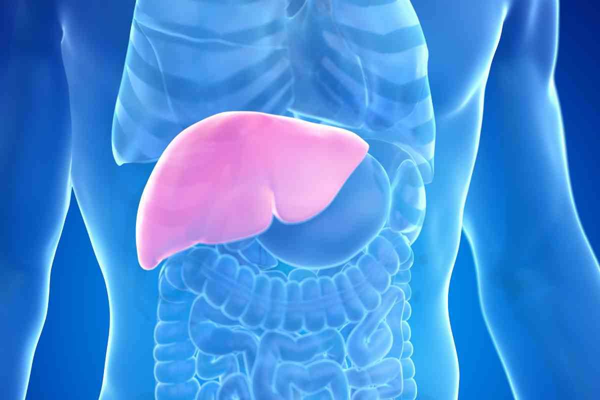 Fibre raffinate e aumento rischio tumore al fegato 