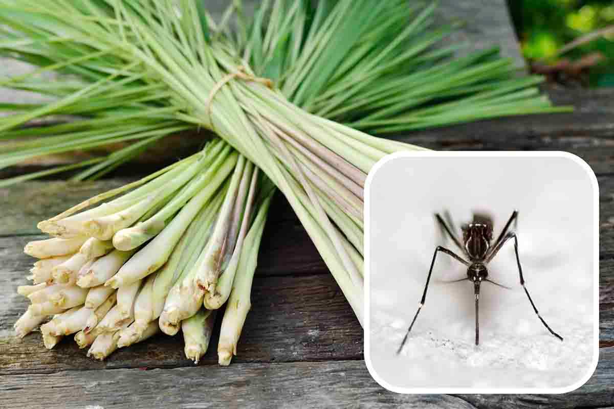 La fragraza più potente della citronella contro le zanzare