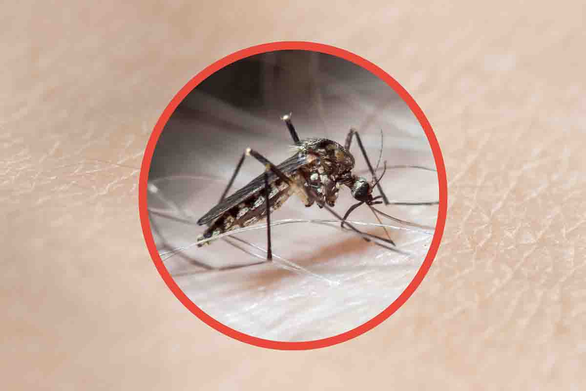 Non solo Dengue, un'altra zanzara è temibile