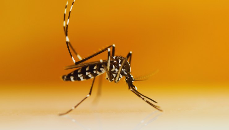 Non solo Dengue, un'altra zanzara è pericolosa