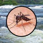 zanzara che trasmette virus del Nilo ecco come difendersi