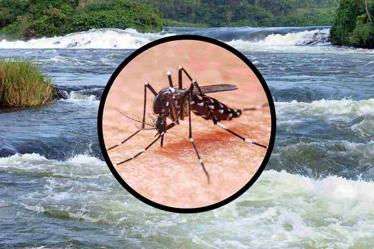 zanzara che trasmette virus del Nilo