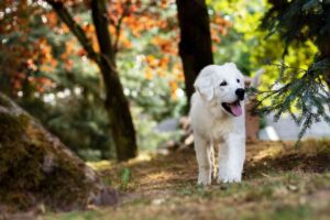 Un cane che passeggia in un prato