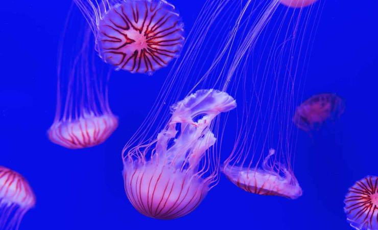 come curare una puntura di medusa
